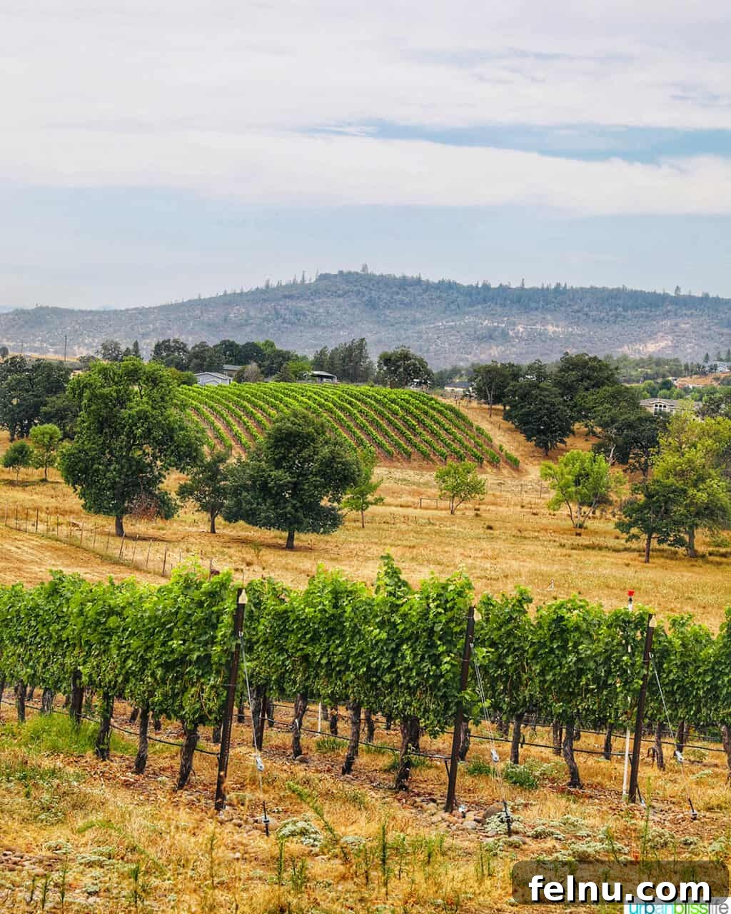 Kriselle Cellars Oregon Wine Country Gem 3 Expansive rows of vibrant green grapevines stretch across the rolling hills of Kriselle Cellars estate vineyard under a clear blue sky in Southern Oregon's Rogue Valley.