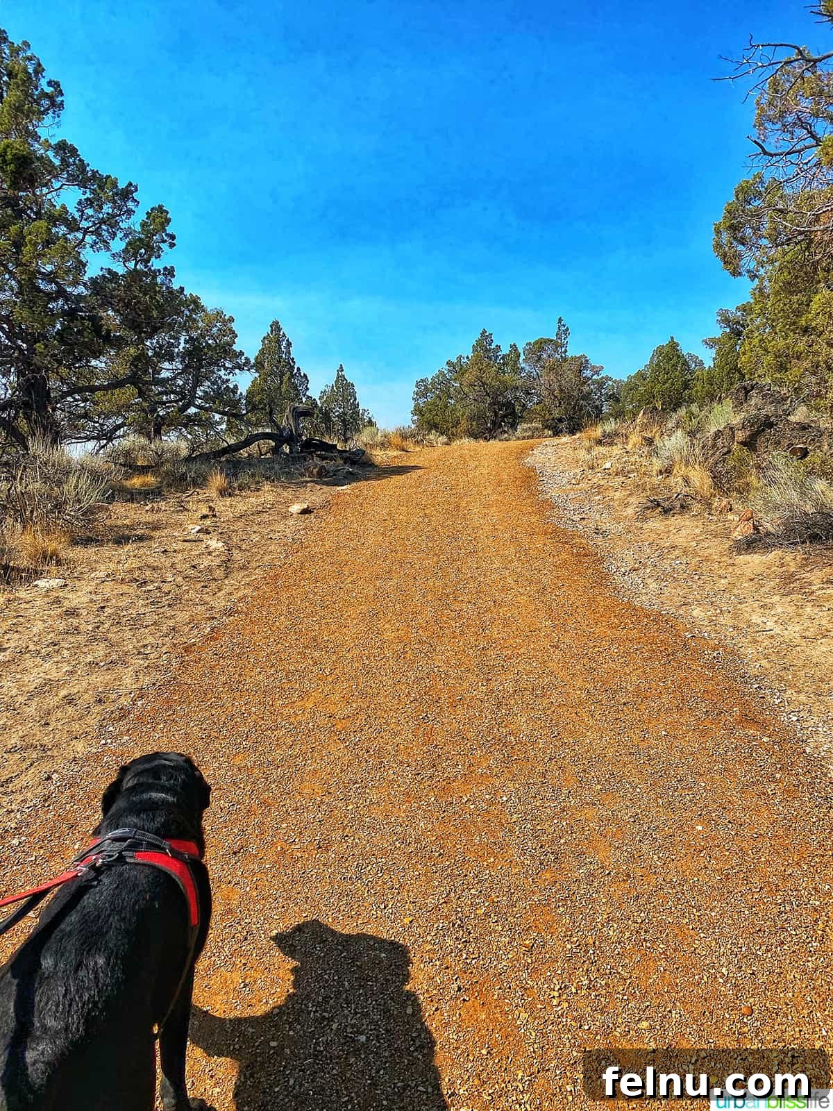 Brasada Ranch: A High Desert Haven 19 Dog on a hike at Brasada Ranch