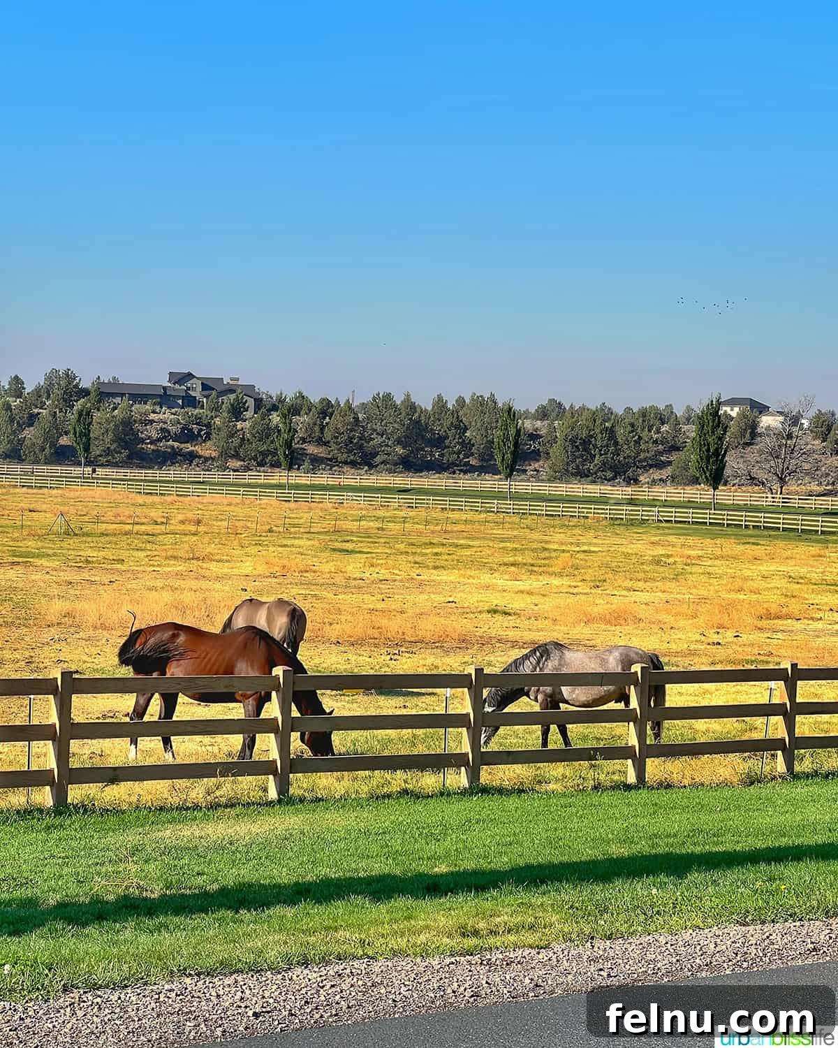 Brasada Ranch: A High Desert Haven 20 Horses at Brasada Ranch