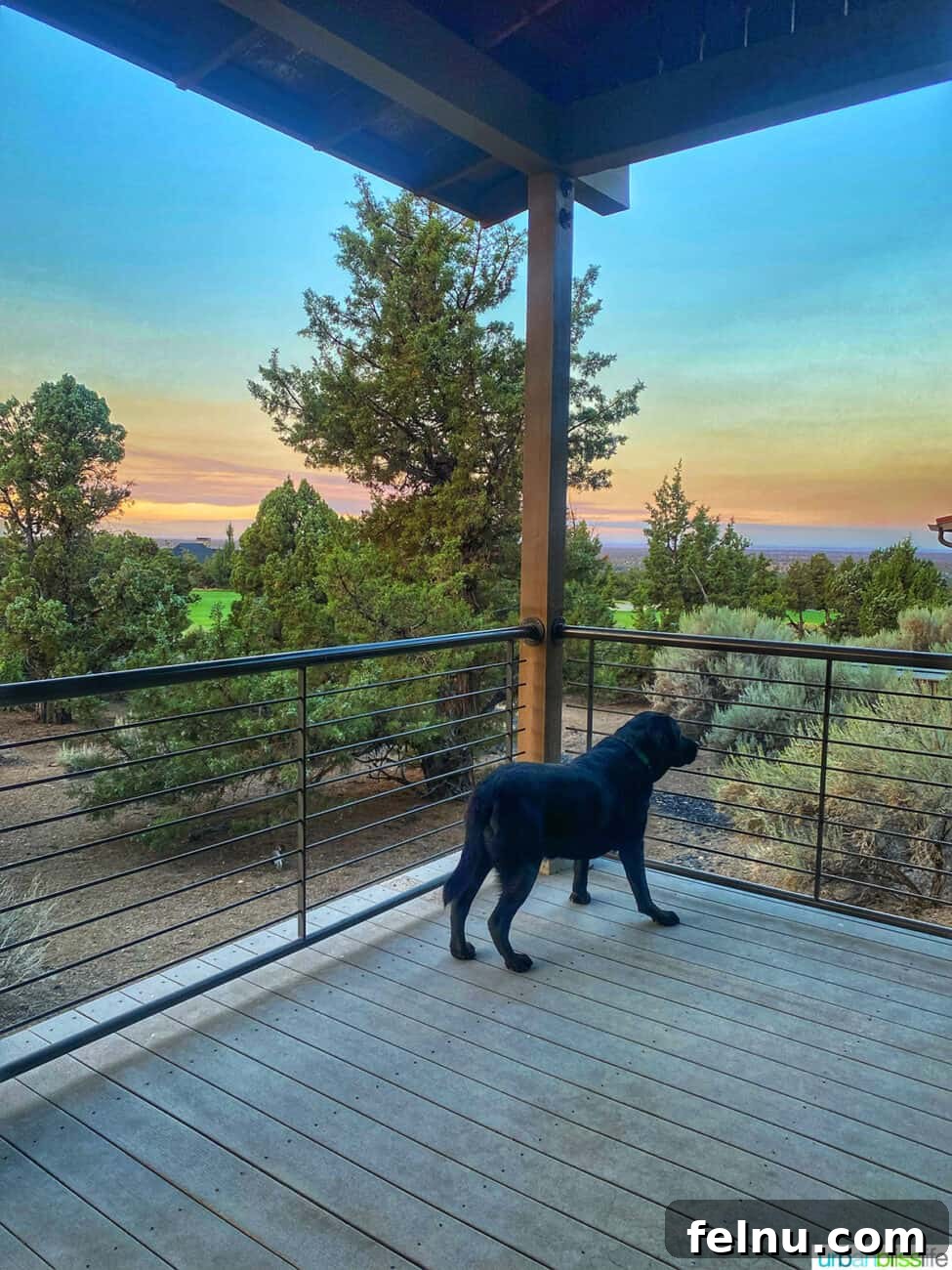Brasada Ranch: A High Desert Haven 8 Dog enjoying the view from the deck of a Brasada Ranch cabin