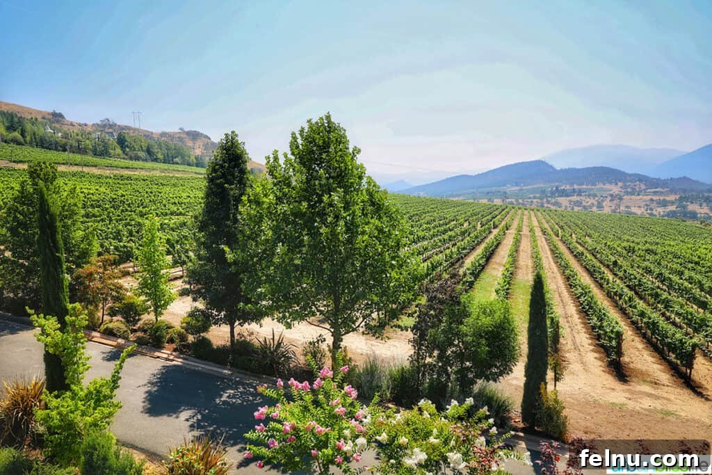 Belle Fiore Vineyard 4 Beautiful Southern Oregon vineyards of Belle Fiore Winery against blue skies