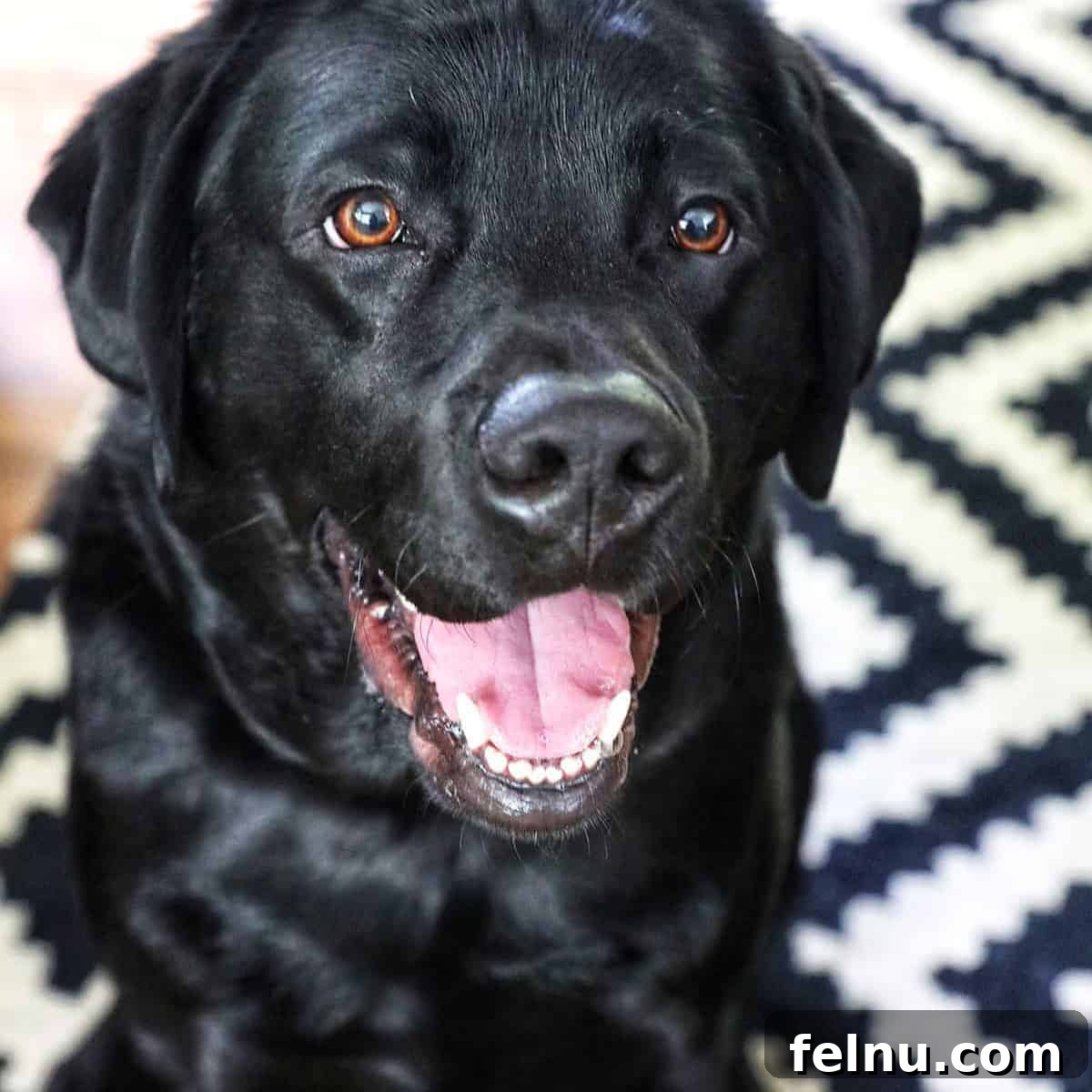 Safe and Unsafe Foods for Dogs 2 black lab dog smiling
