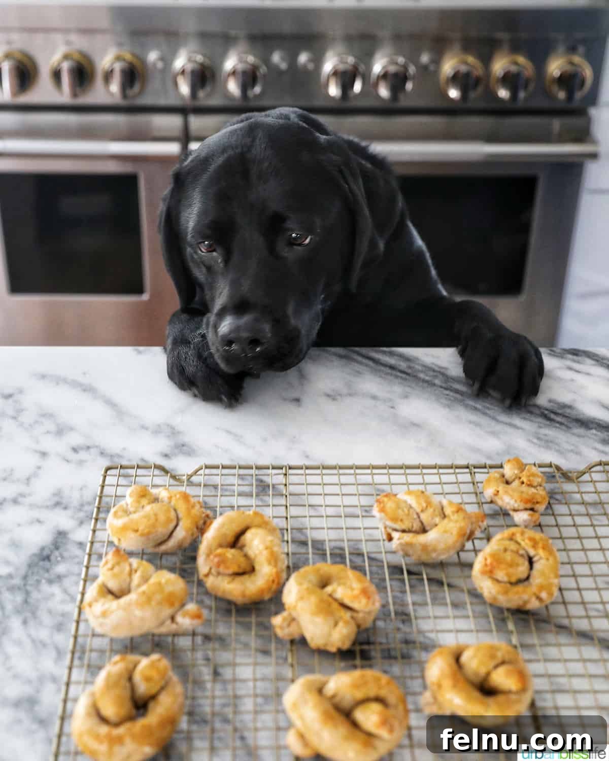 Safe and Unsafe Foods for Dogs 3 Ace staring at dog pretzels
