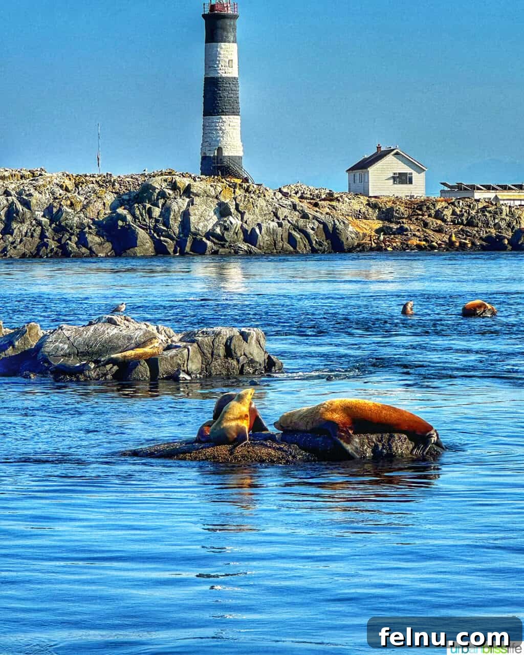 A picturesque lighthouse and rock formations in the background, with seals and sea lions playfully swimming in the foreground waters of Victoria, BC.