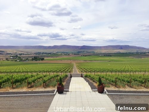 Washington's Tri-Cities: Where Wine Meets the Desert 8 Panoramic view of vineyards and Horse Heaven Hills from Col Solare