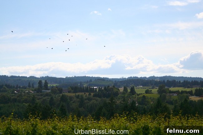 Ponzi Vineyards: A Legacy of Oregon Wine 7 Ponzi Winery View: Breathtaking vineyard vistas.
