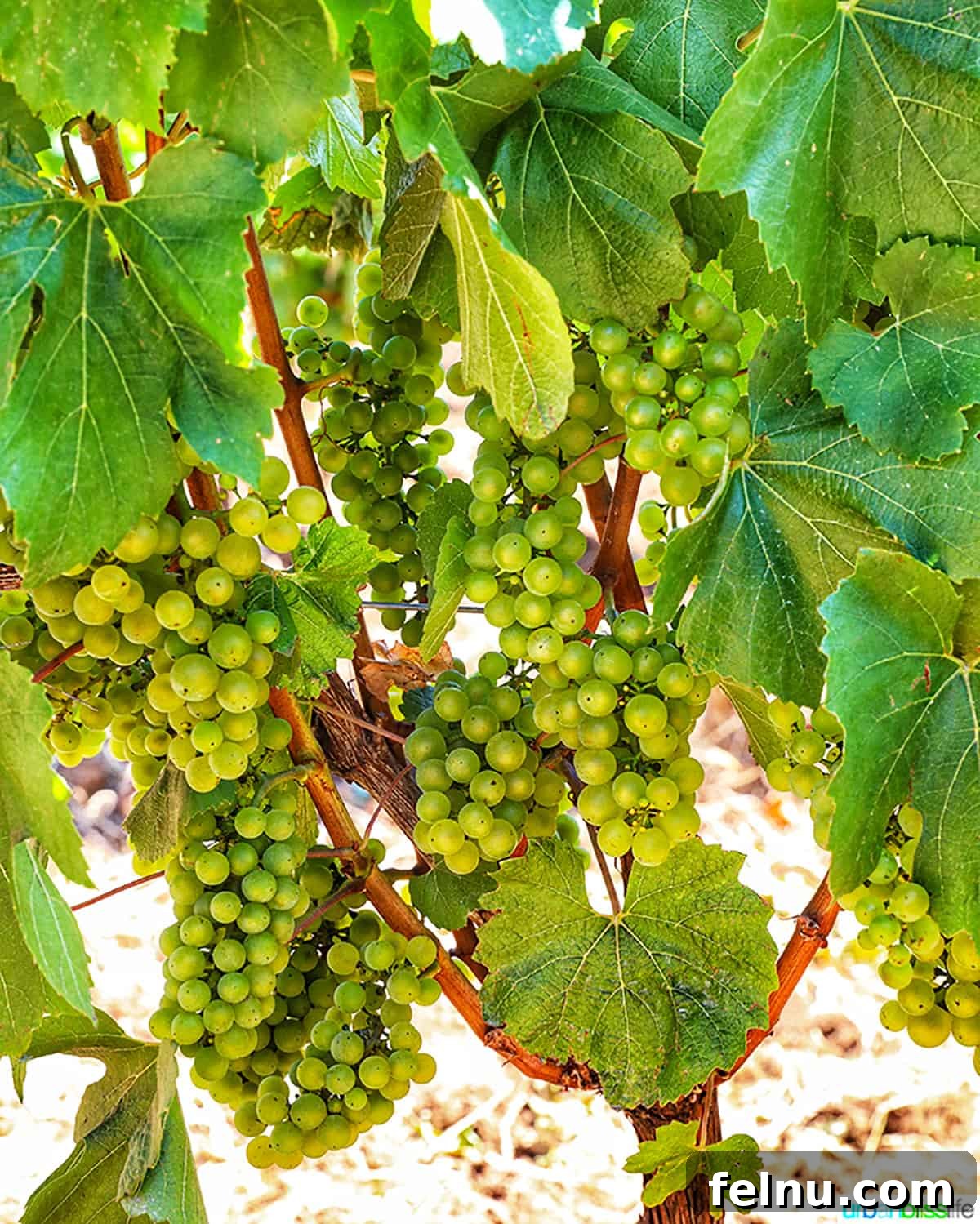 Chardonnay's Culinary Companions 4 white wine grapes in vineyard