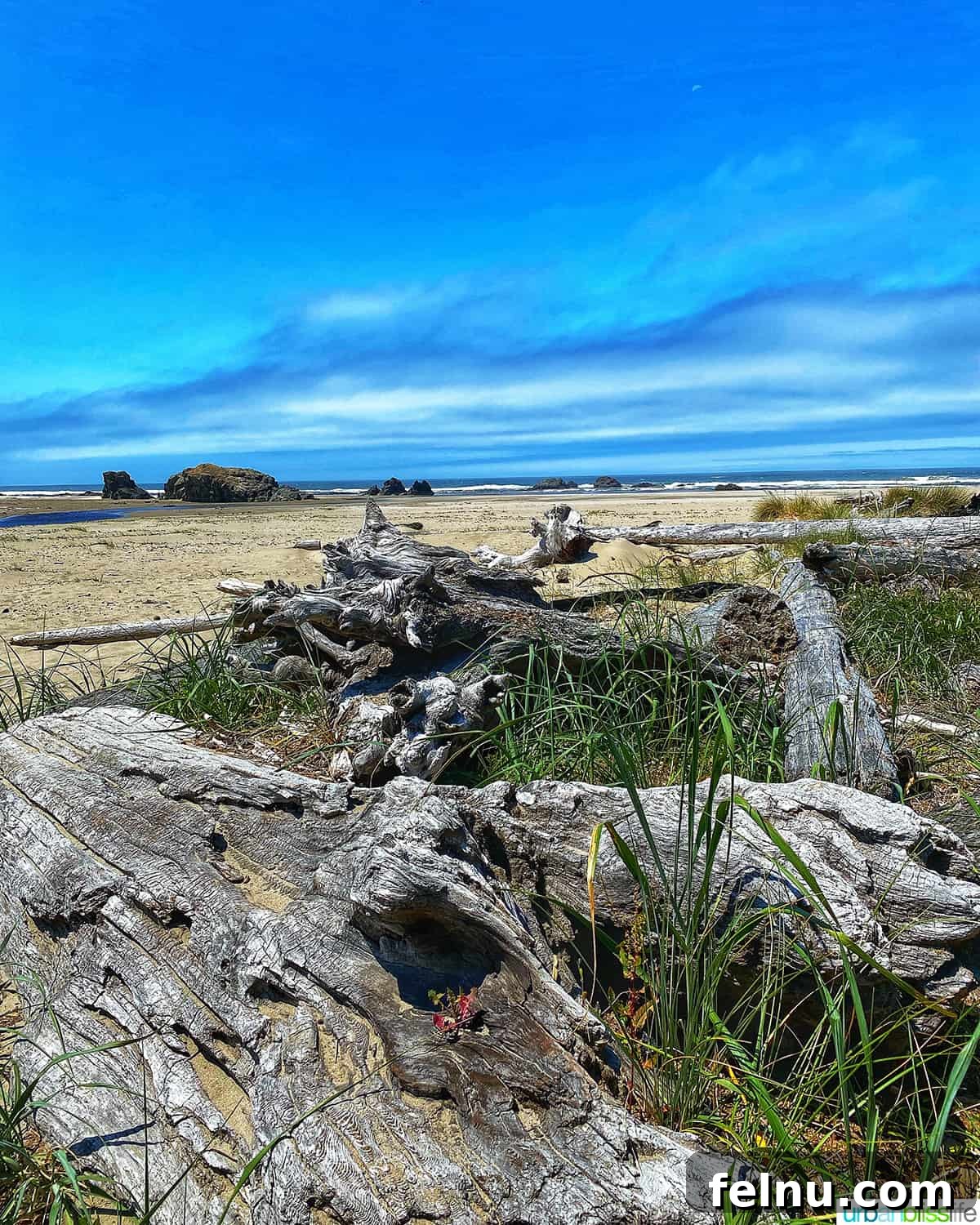 Quintessential Oregon Coast Towns 4 driftwood on the beach at bandon, oregon