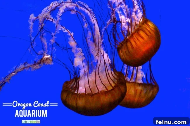 Quintessential Oregon Coast Towns 8 Oregon Coast Aquarium, Newport Oregon