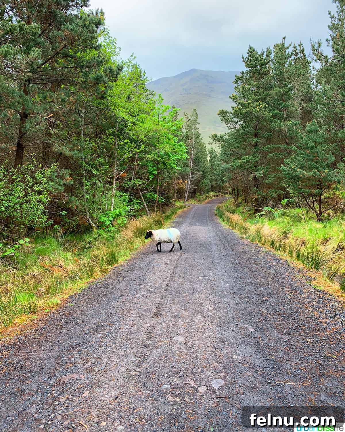 İrlanda'da Sürüş: Turistlerin Bilmesi Gerekenler 9 narrow road in ireland with sheep