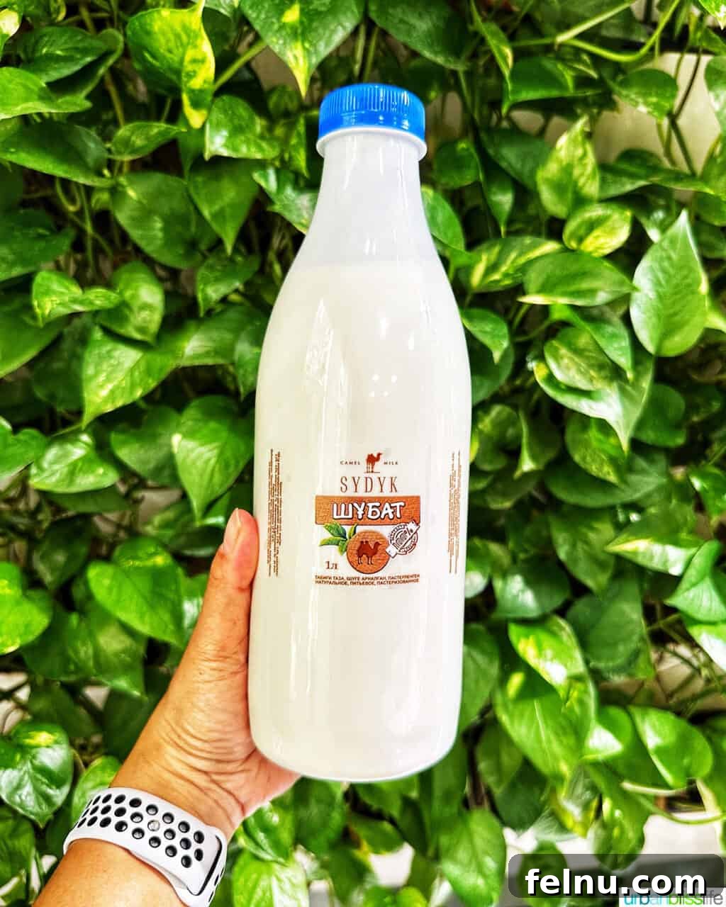Explore Almaty: Thirty Unforgettable Things to Do 19 A hand holding a bottle of fresh camel's milk against a vibrant backdrop of green leaves, highlighting this traditional Kazakh beverage.