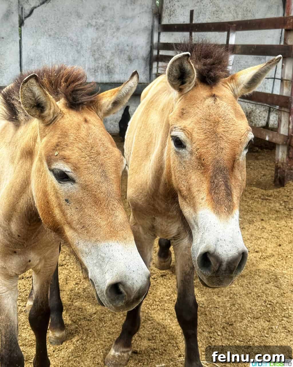 Explore Almaty: Thirty Unforgettable Things to Do 28 A small herd of rare Przewalski's horses grazes in the vast expanse of Altyn-Emel National Park near Almaty, Kazakhstan.