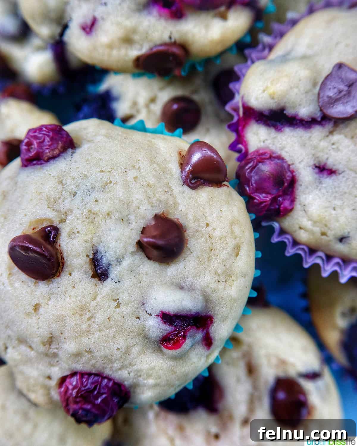 Blueberry Chocolate Chunk Muffins 3 Close-up of blueberry chocolate chip muffins showing their texture and ingredients