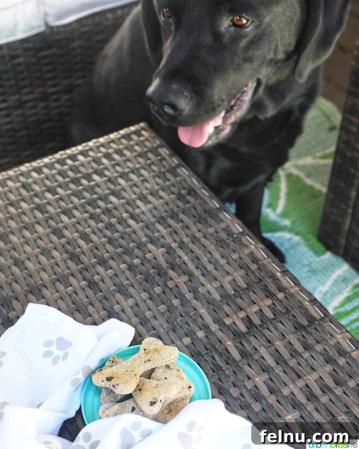Happy Hound Blueberry Treats 3 Ace, a black lab, outside enjoying a blueberry dog treat.
