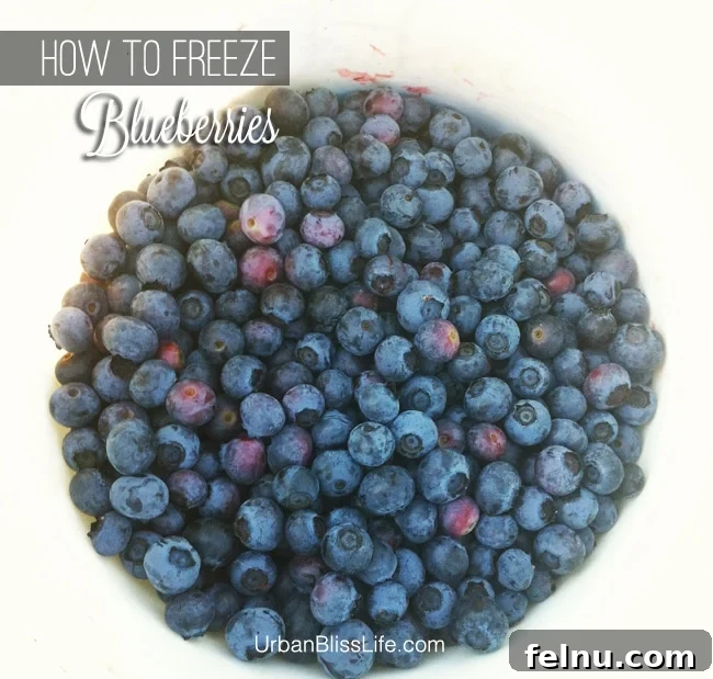 Freeze Blueberries for Year Round Freshness 4 How to Freeze Blueberries on UrbanBlissLife.com