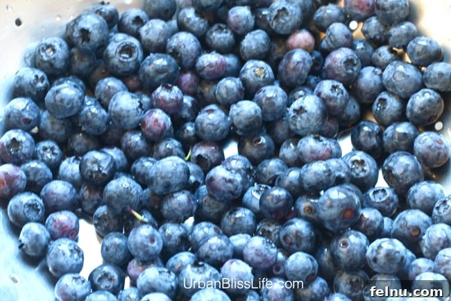 Freeze Blueberries for Year Round Freshness 5 plate of blueberries