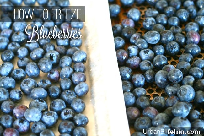 Freeze Blueberries for Year Round Freshness 6 How to Freeze Blueberries