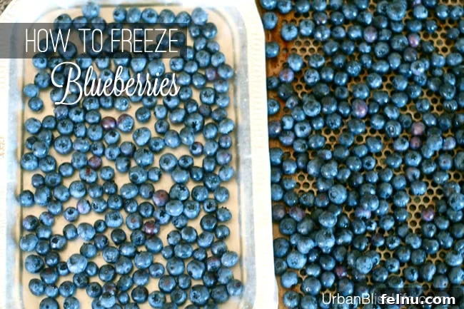 Freeze Blueberries for Year Round Freshness 7 How to Freeze Blueberries