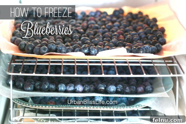 Freeze Blueberries for Year Round Freshness 8 Blueberries in freezer