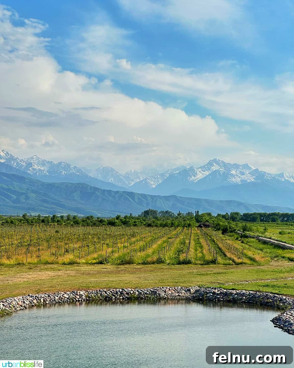 Kazakhstan Wine: A Journey Through Time and Taste 2 Arba winery vineyards near Almaty, Kazakhstan with the Tien Shan Mountains in the background.