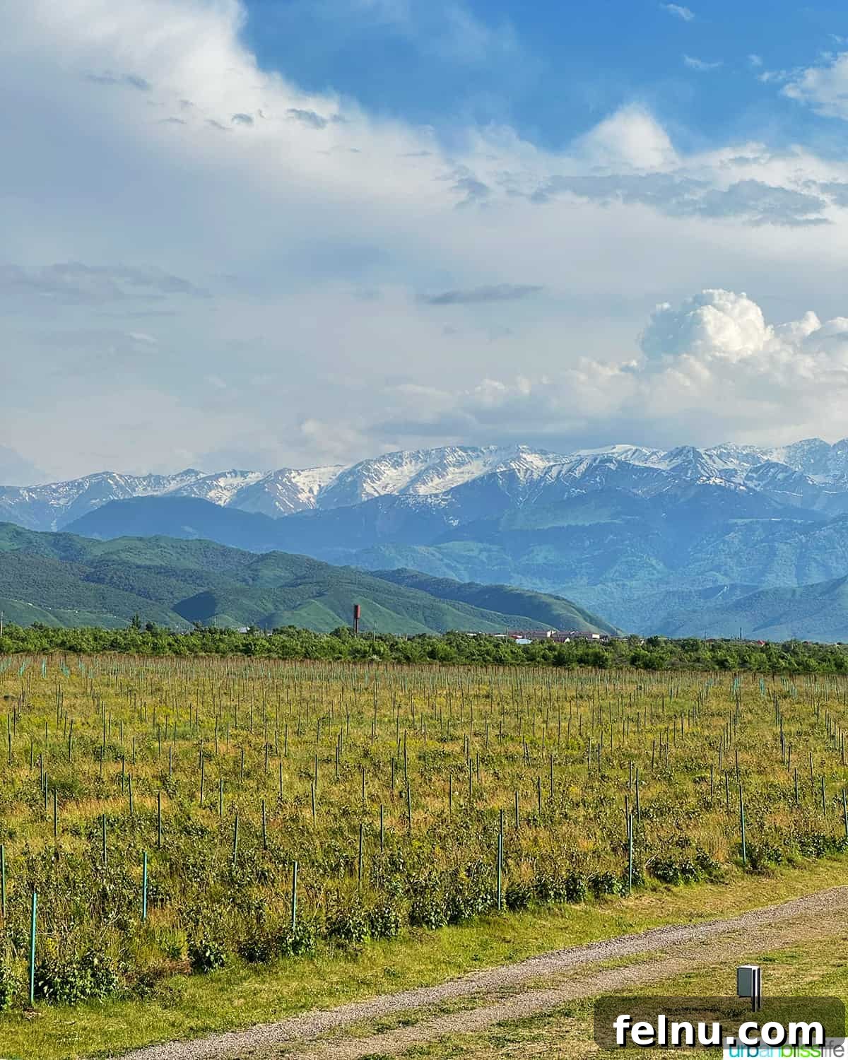 Kazakhstan Wine: A Journey Through Time and Taste 4 Kazakhstan vineyards with the Tien Shan Mountains in the background.