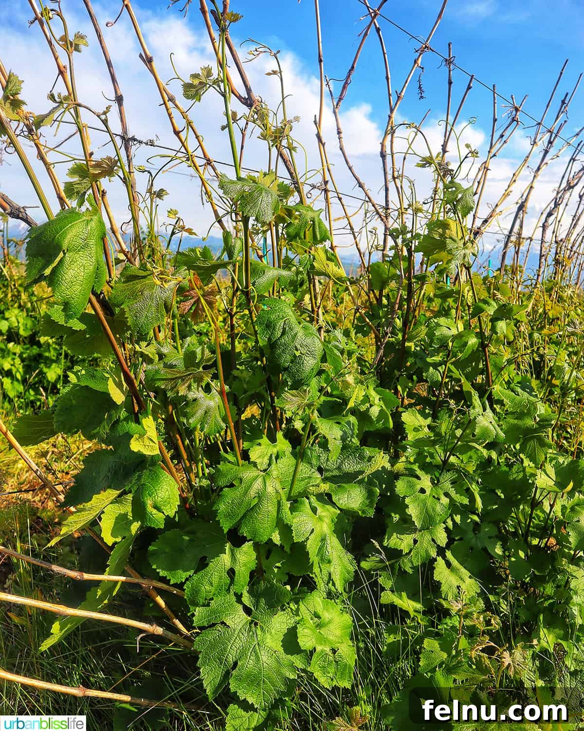 Kazakhstan Wine: A Journey Through Time and Taste 5 Arba vineyards in Kazakhstan.