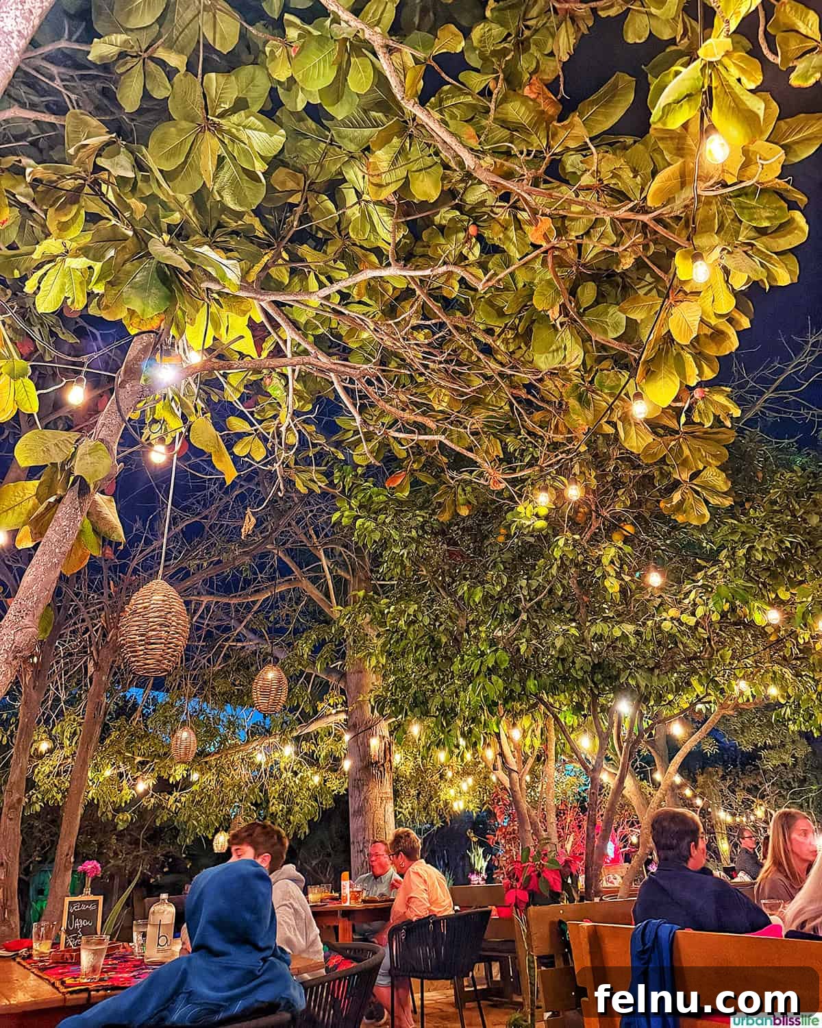Dining Delights in Cabo: A Culinary Adventure 3 Outdoor trees with lights above diners at Metate restaurant in Cabo San Lucas, Mexico.