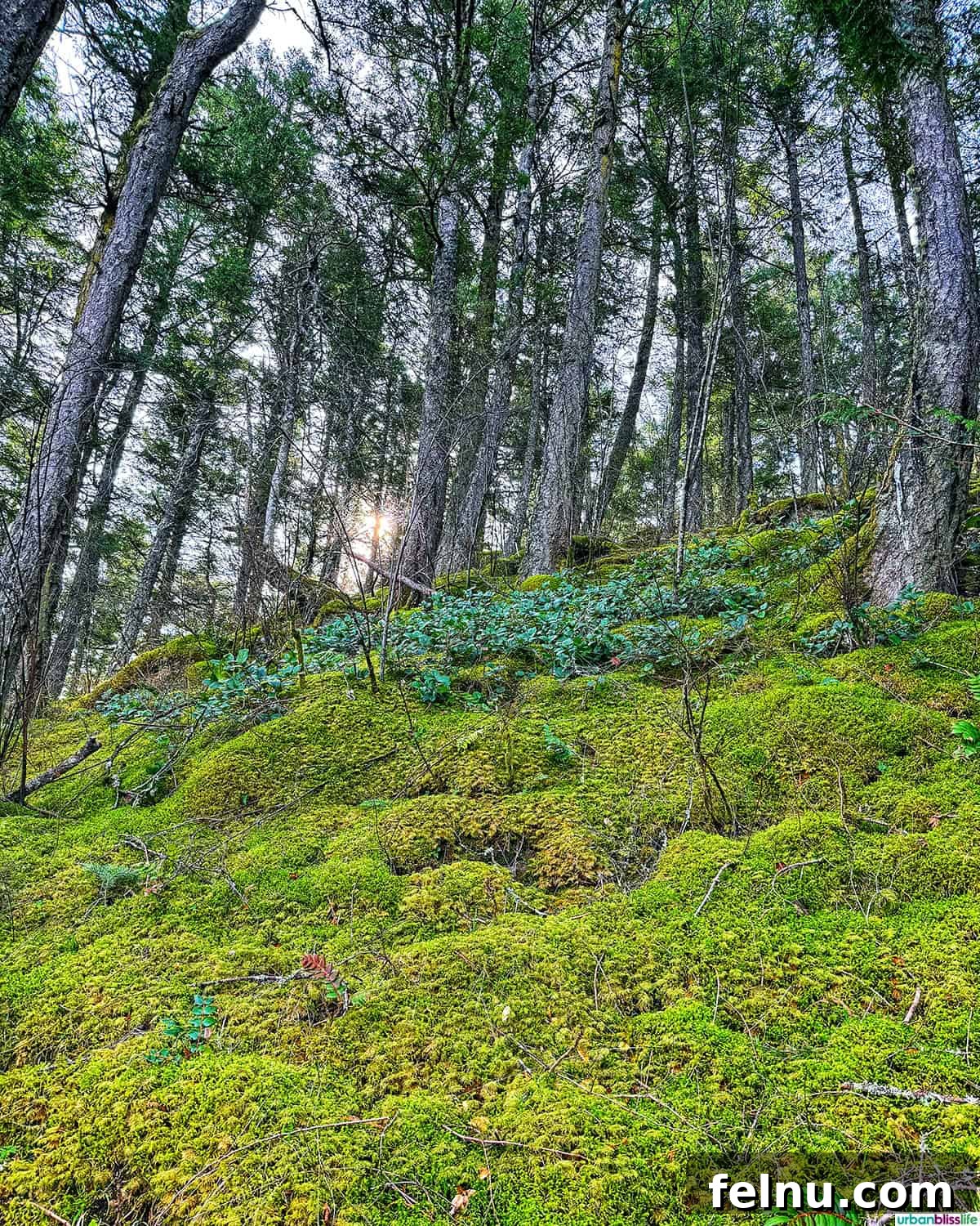 Lush, mystical forest path on Orcas Island, inviting exploration.