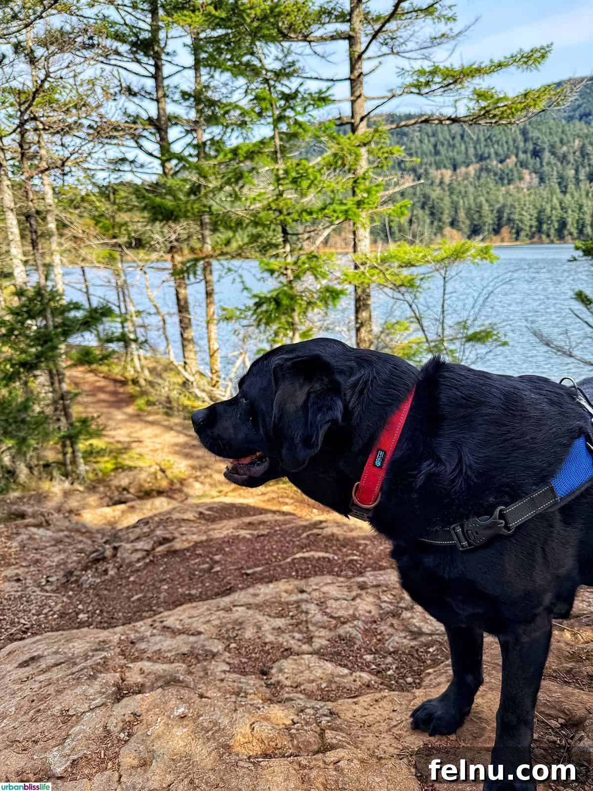 Dog enjoying a hike on the Cascade Lake Trail, Orcas Island.