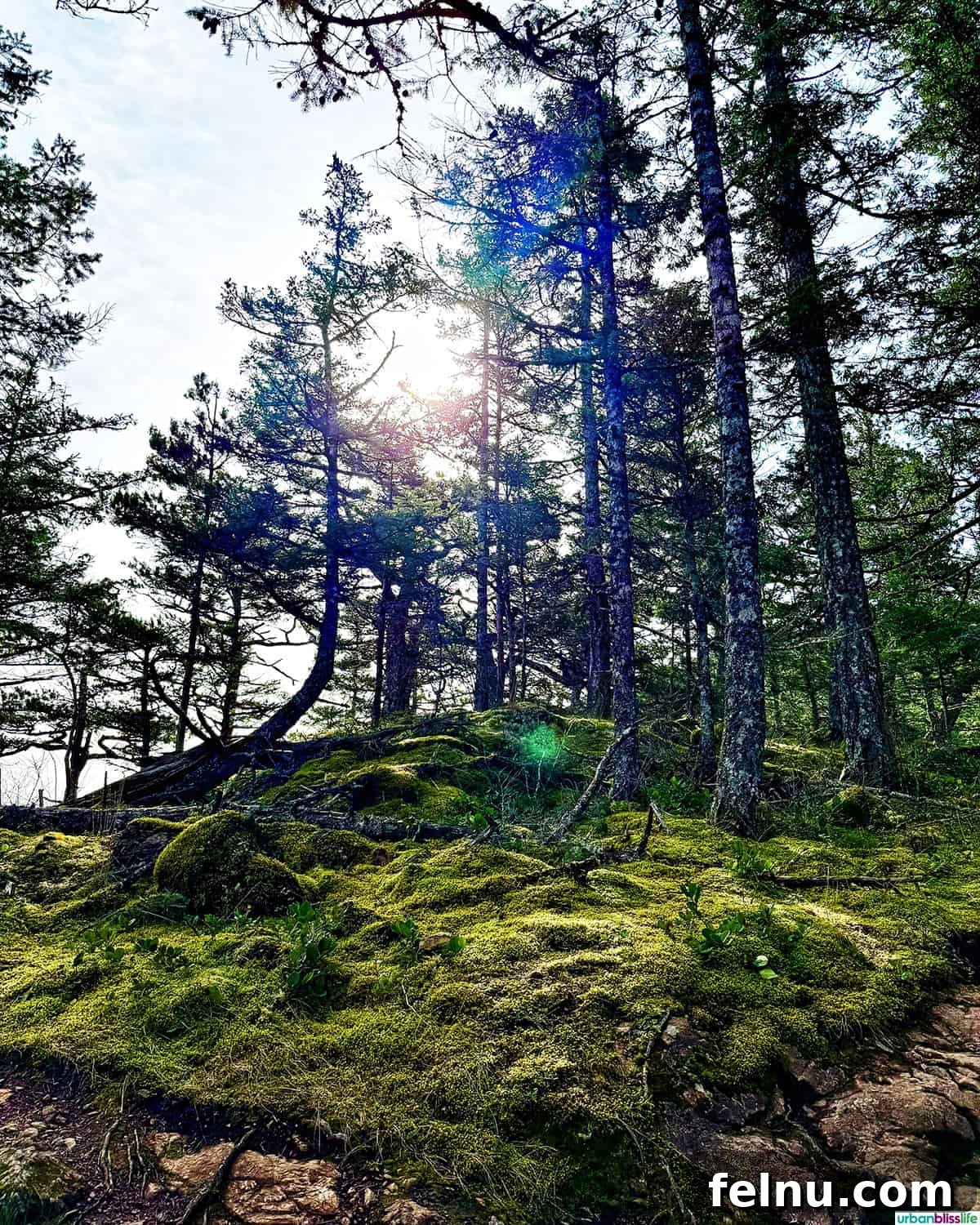 Lush, sun-dappled forest path on the Cascade Lake Trail, Orcas Island.