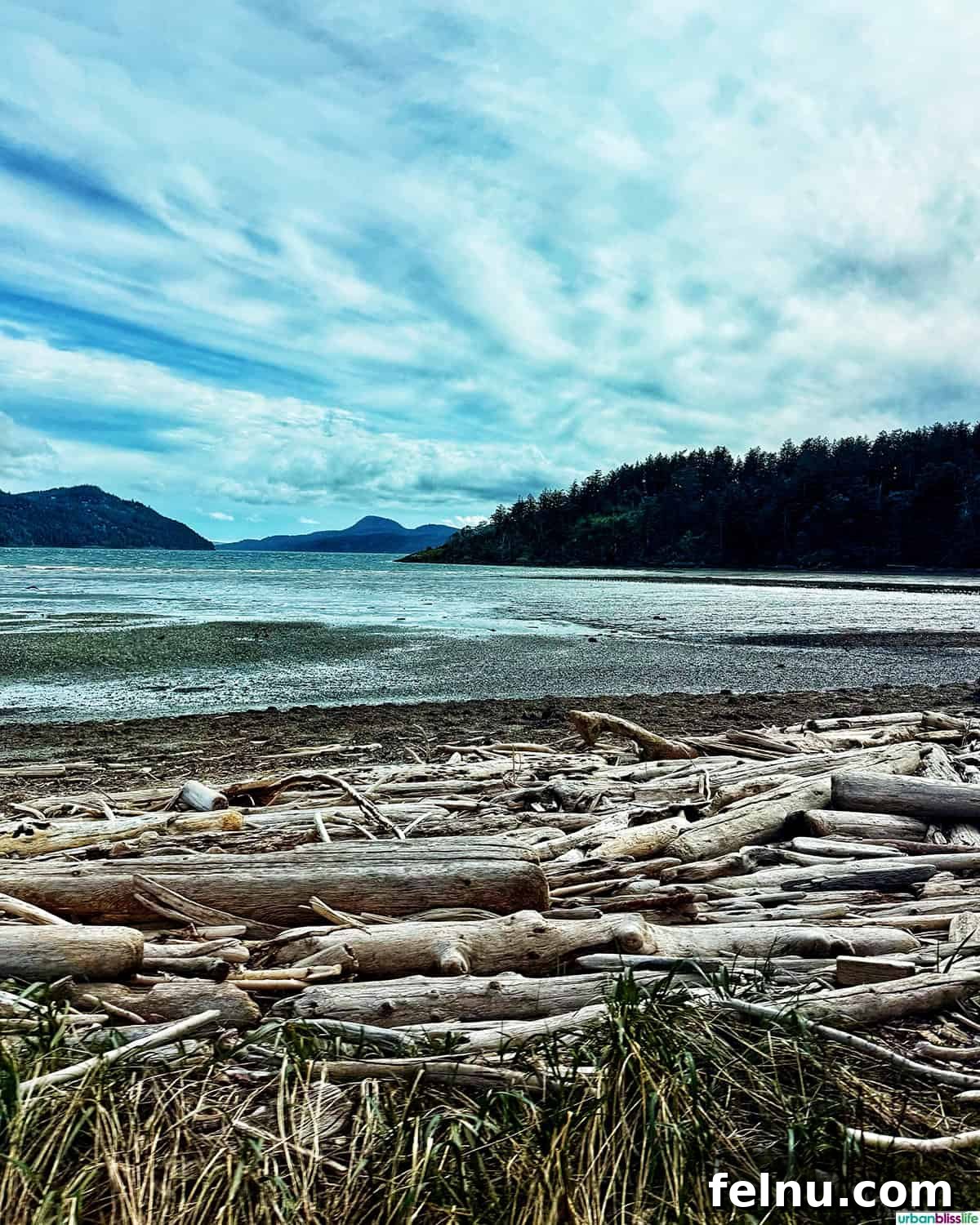 Driftwood on the shore of a lake on Orcas Island, framed by lush trees.